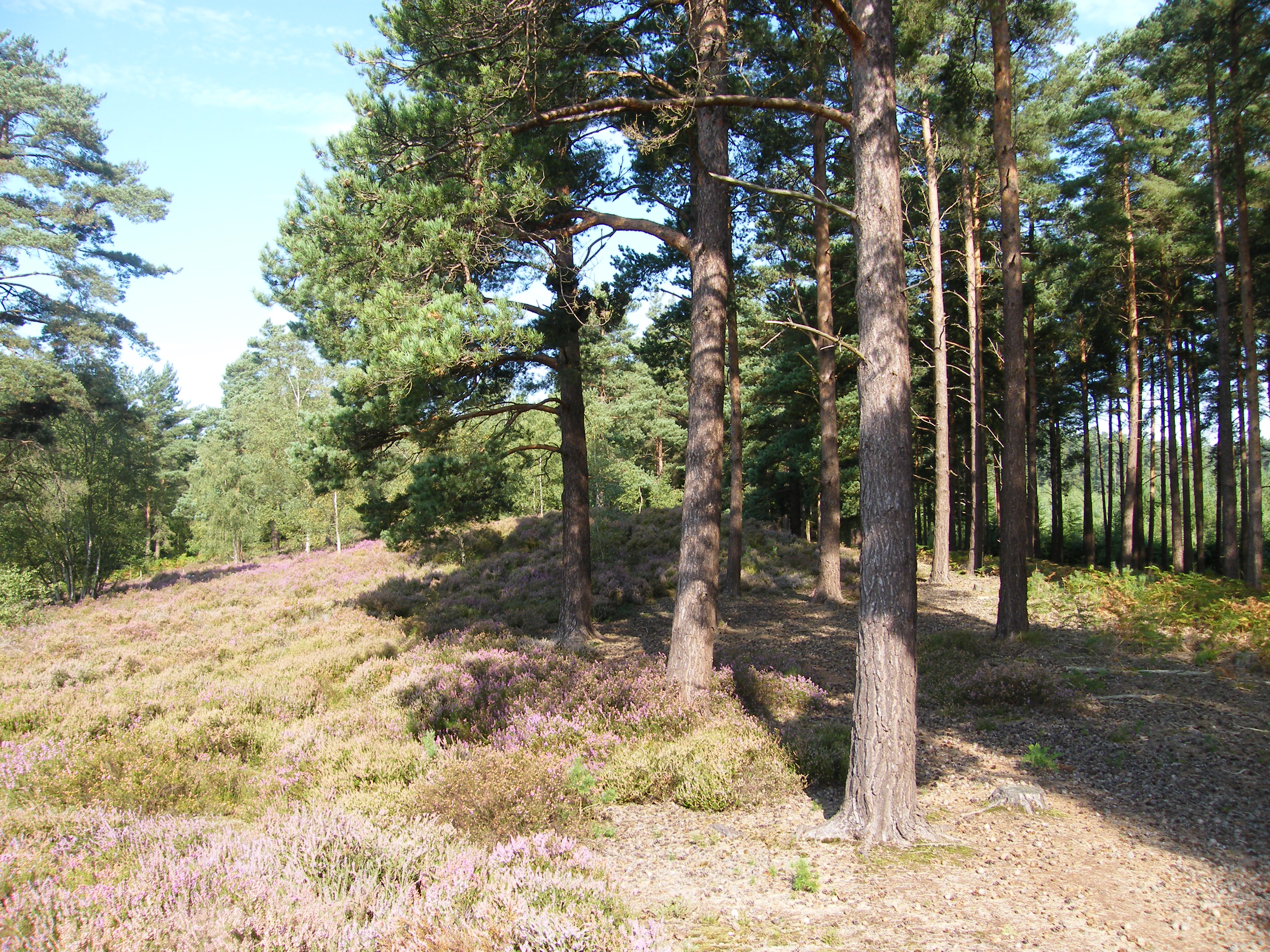 Crooksbury Common east barrow seen from west barrow