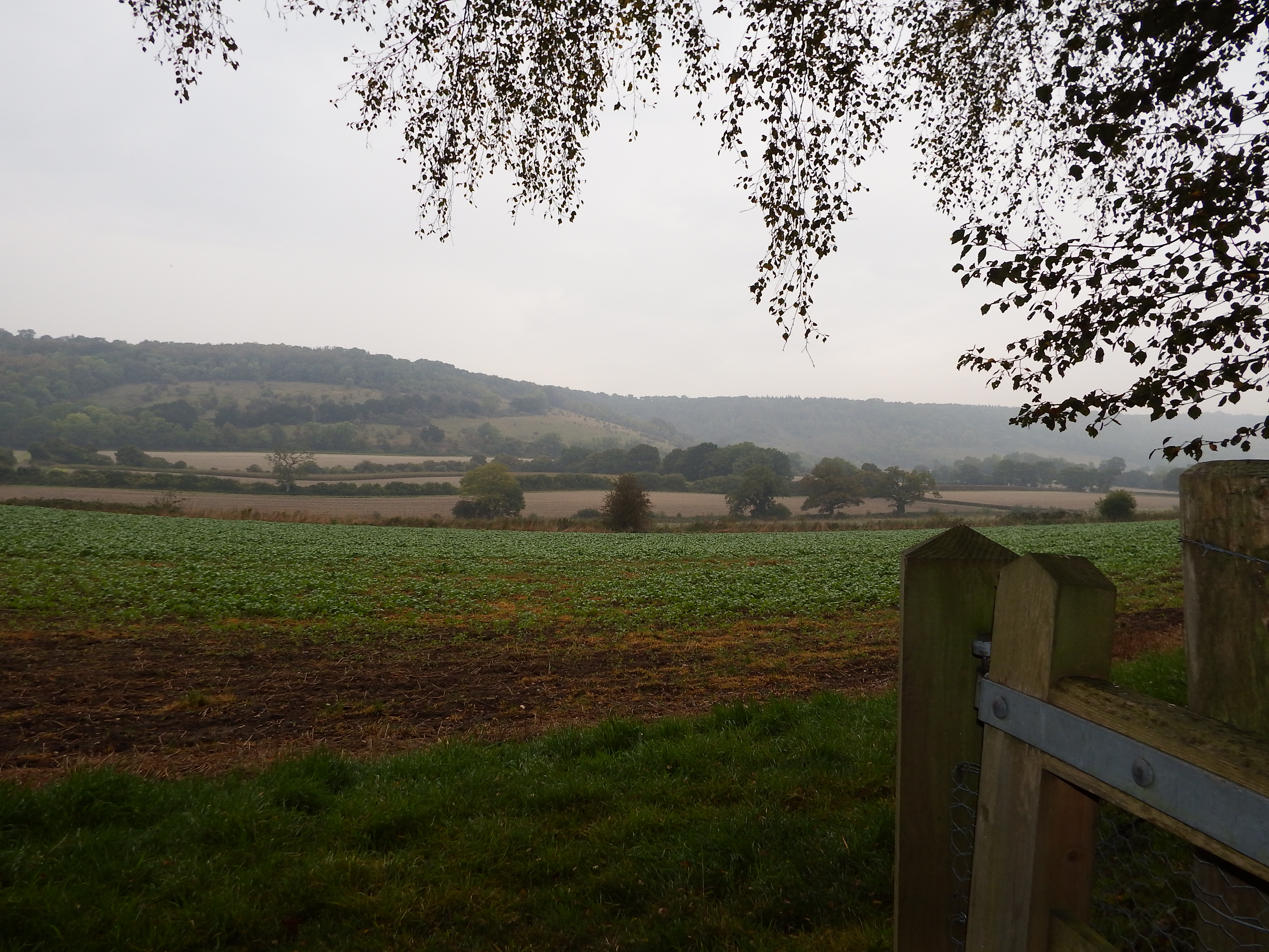 View to North Downs from just below Deerleap Barrow