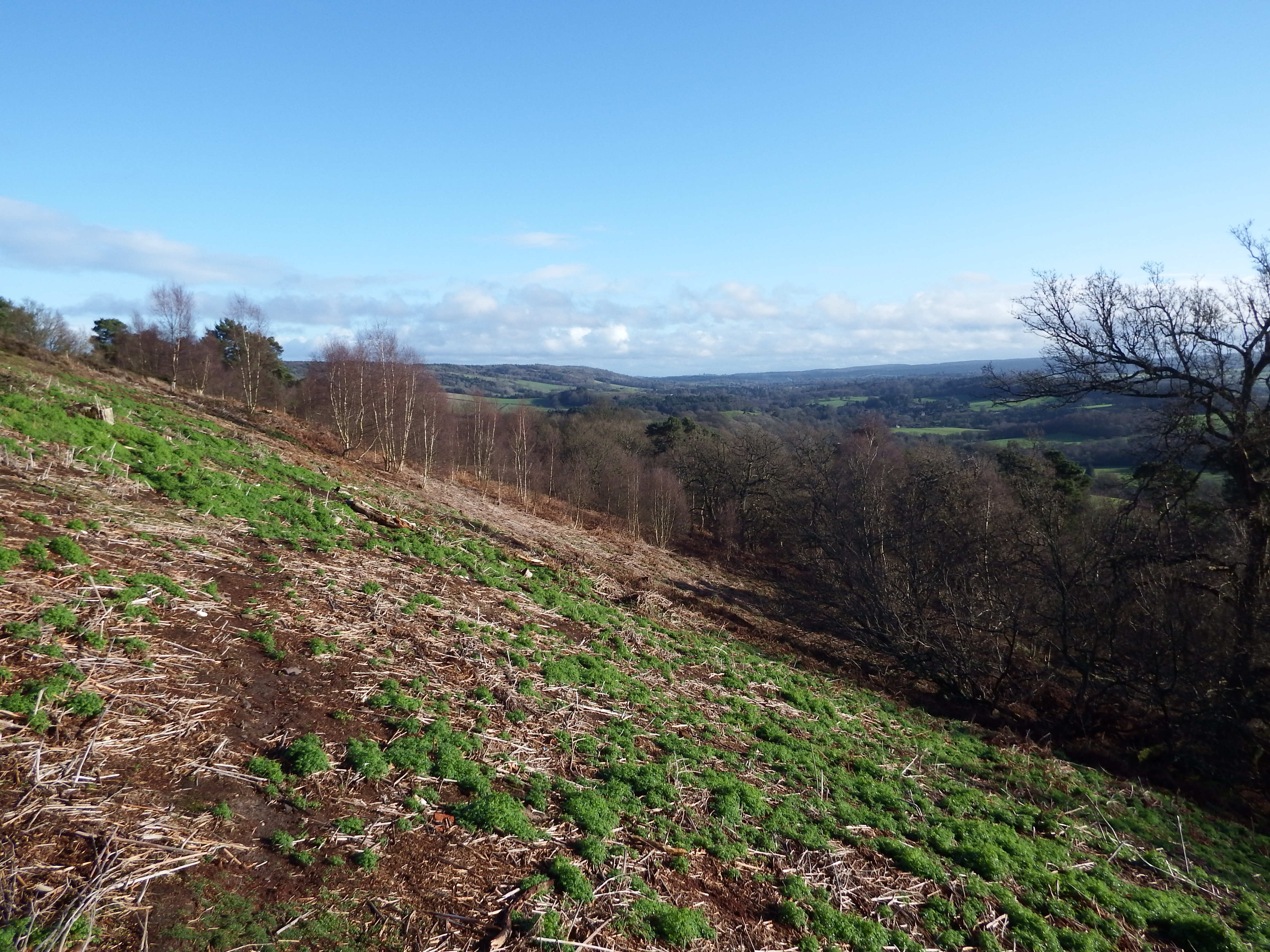 St Martha's looking South East