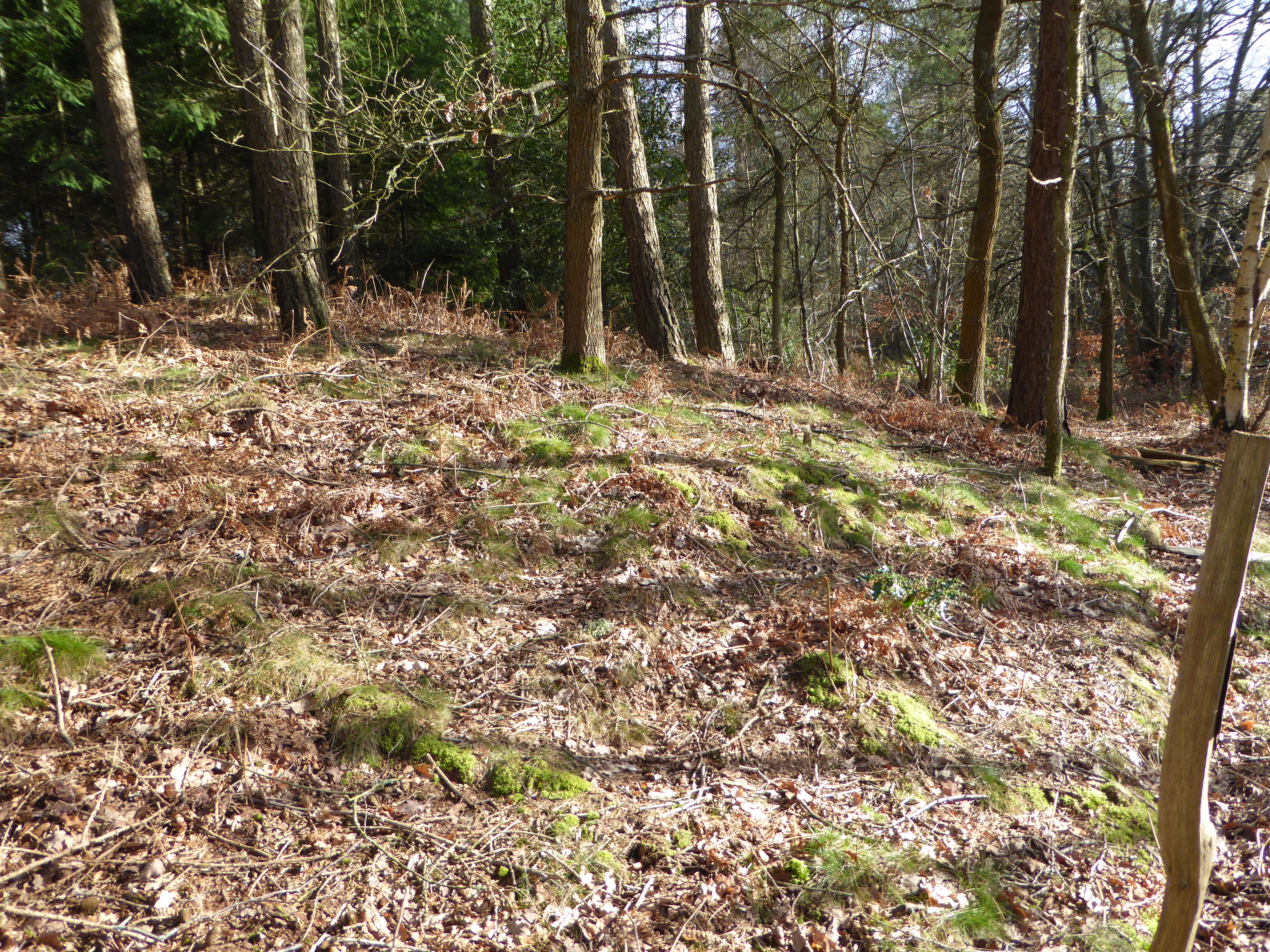 Littleworth Clump W looking E